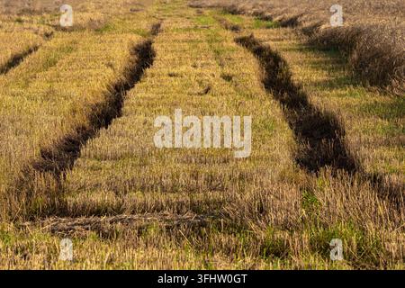 Deep tractor tire tracks and ruts embedded in a golden stubble field after autumn harvest. The image shows soil compaction from heavy agricultural machinery on a sunny day. Stock Photo