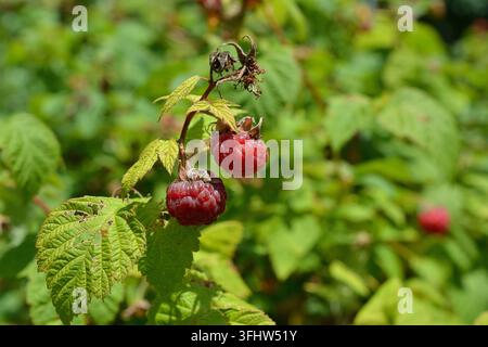 Close-Up of Fresh Red Raspberries Growing on the Bush Stock Photo