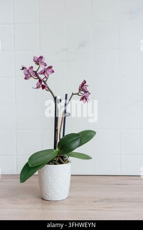 Closeup of purple phalaenopsis orchid in pot Stock Photo