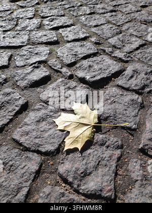 Leaf is laying on a cobblestone sidewalk Stock Photo