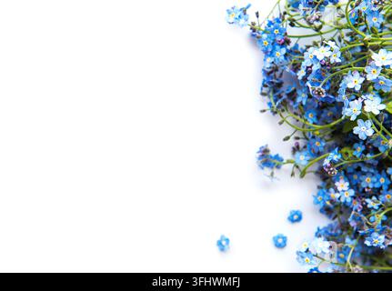 Forget-me-nots on white  background Stock Photo