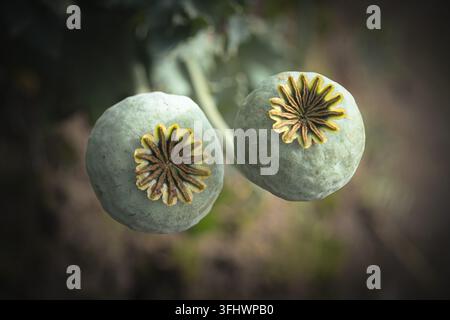 Opium poppy seed pods (Papaver somniferum) in a garden Stock Photo