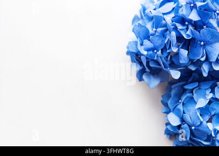 Blue hydrangea flowers Stock Photo