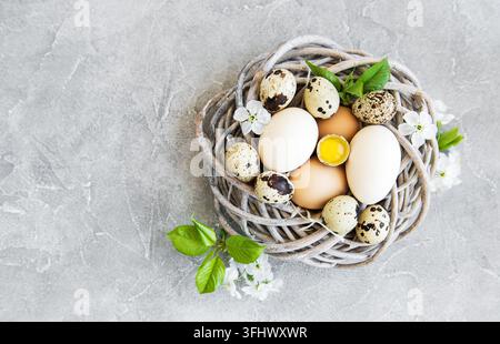 Nest with chicken and quail eggs Stock Photo
