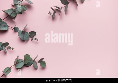 Eucalyptus leaves forming a border on pink background Stock Photo