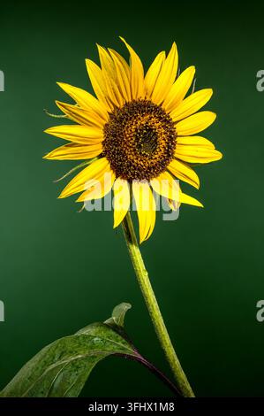 A single yellow sunflower stands against a dark green background. The focus is on the flower head with its bright yellow petals and a textured brown c Stock Photo