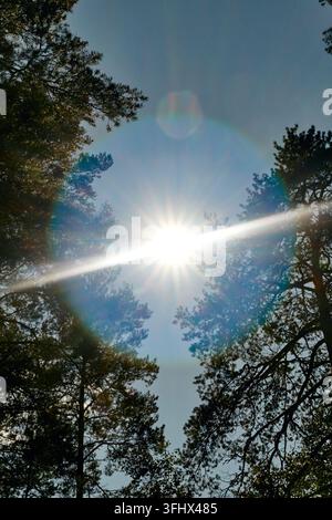 Bright Sun Shining through Tall Pine Trees in Forest Stock Photo
