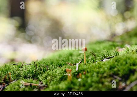 Small Wild Mushroom Growing on Fresh Green Moss in Forest Stock Photo