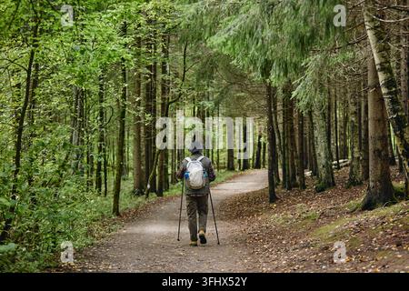 Senior Man Nordic Walking with Trekking Poles Along Forest Trail Stock Photo