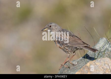 Alpine Accentor (Prunella collaris) perched on a rock in a natural setting during daylight in a mountainous area Stock Photo