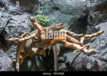Green iguana resting on dead tree branch in indoor reptile house Stock Photo