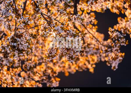 Warm streetlight glow on dense cherry blossom branches in spring night Stock Photo