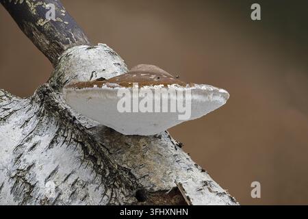 Birch polypore (Piptoporus betulinus) Stock Photo