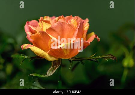 Beautiful blooming orange and yellow striped rose alongside a developing bud and glossy dark green leaves, all covered in tiny water droplets after a Stock Photo