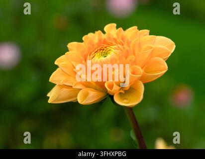 Golden yellow dahlia flower blooming in soft green garden background Stock Photo