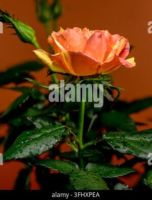 A beautiful orange and yellow striped rose in full bloom, accompanied by buds and dark, wet leaves, set against a rich, warm terracotta or orange-brow Stock Photo