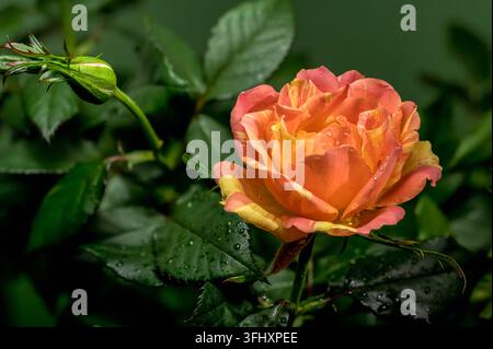 Beautiful blooming orange and yellow striped rose alongside a developing bud and glossy dark green leaves, all covered in tiny water droplets after a Stock Photo