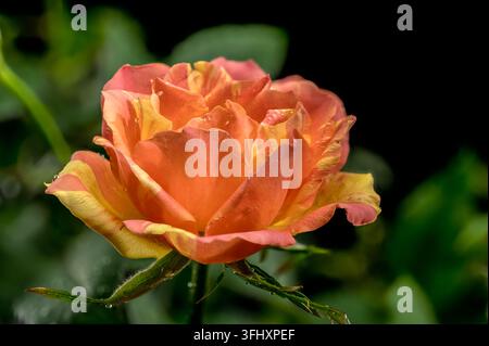 Vibrant macro shot of an orange and yellow striped rose, featuring delicate water droplets on its stem, set against a dramatic black background Stock Photo