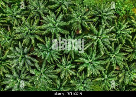 Vibrant palm oil trees thriving in lush green landscape of Bangkok, Thailand Stock Photo