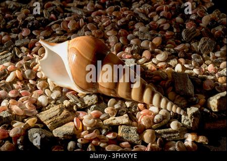 Long Spiral Conch Shell Lying on Small Pebbles and Seashells Stock Photo
