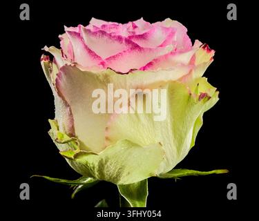 A Pink and Cream Rose with Water Droplets on Black Stock Photo