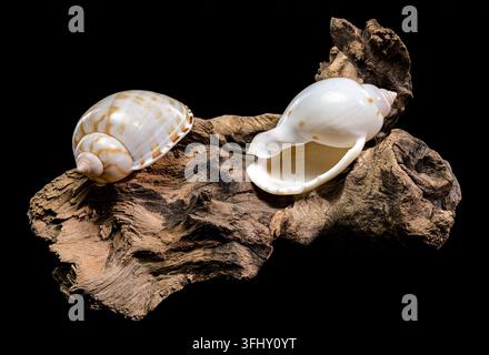 A Tonna dolium sea snail shell resting on weathered driftwood. High contrast macro photography on a black background for marine and nature designs Stock Photo