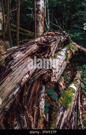 Broken Mossy Tree Trunk in Dense Green Forest, Fallen Wood Log, Decayed Timber, Woodland Nature Texture, Forest Floor Stock Photo
