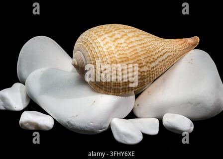 Macro studio shot of a patterned Fig Shell (Ficus ficus) resting on white pebbles against a black background, emphasizing its delicate shape and natur Stock Photo
