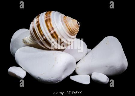 A macro studio photograph featuring a brown and white striped Tonna sulcosa shell resting on clean white pebbles against a solid black background Stock Photo