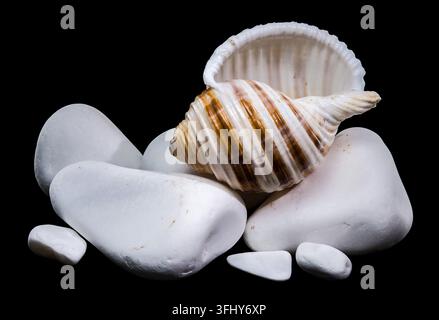 A macro studio photograph featuring a brown and white striped Tonna sulcosa shell resting on clean white pebbles against a solid black background Stock Photo