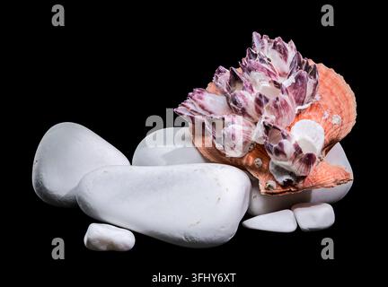 A stunning macro shot of an orange scallop shell encrusted with purple barnacles, artfully balanced on smooth white pebbles against a stark black back Stock Photo