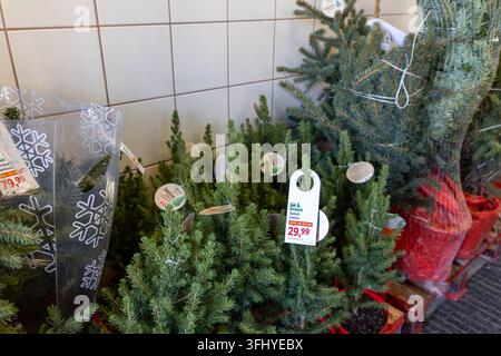 Szklarska Poreba, Poland - December 17, 2025: Potted coniferous saplings are arranged in a retail space offering fresh green foliage for seasonal fest Stock Photo