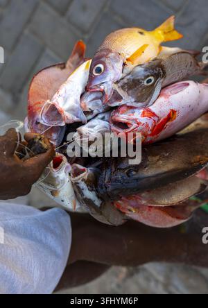Colorful fresh fishes, Nampula Province, Island of Mozambique, Mozambique Stock Photo