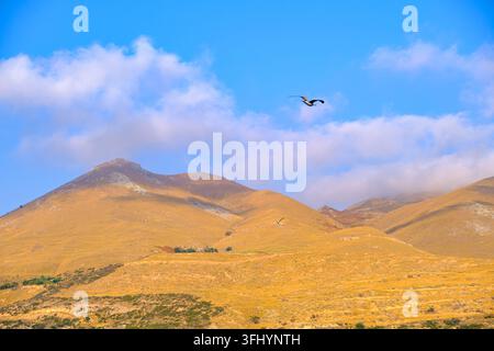A lone seagull soaring across a bright blue sky above the golden, sunbaked mountain slopes and rolling hills of Gökçeada Island. Stock Photo