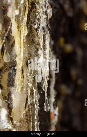 Detailed macro shot showing natural tree resin dripping down pine bark in a forest. Stock Photo