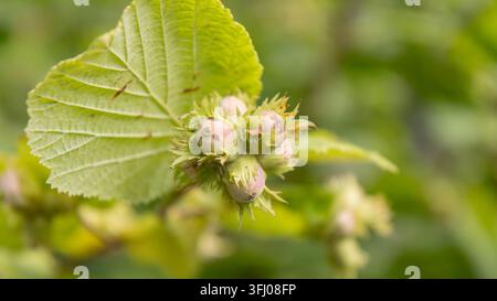 A close-up shot of several ripening hazelnuts in husks growing on a green branch with lush leaves in a natural environment in Finland, highlighting ec Stock Photo