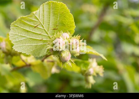 A close-up shot of several ripening hazelnuts in husks growing on a green branch with lush leaves in a natural environment in Finland, highlighting ec Stock Photo