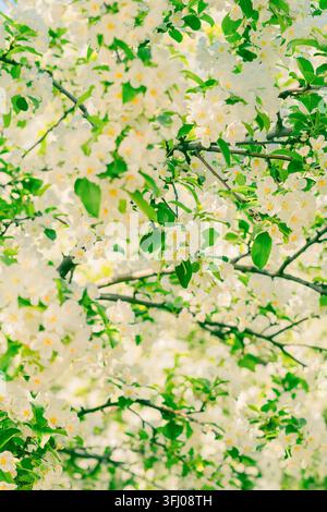 Abundant white blossoms on a flowering tree Stock Photo