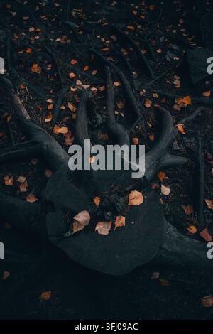 Fallen autumn leaves on a dark tree stump and roots Stock Photo