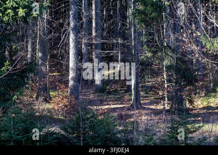 Natural woodland scenery shows dense tree trunks illuminated by golden light, creating deep shadows among the dry autumn leaves on the woodland floor Stock Photo