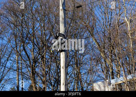 A dark protective canister secures a junction of cables on an aged timber post amidst dormant autumn trees, representing the essential hardware for wi Stock Photo