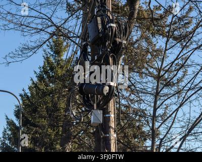 Network fiber optic cables coiled around a wooden utility post signify modern connectivity and urban infrastructure, set against a backdrop of trees u Stock Photo