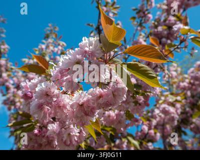 Pink Kanzan Cherry Blossoms And Golden Leaves Against Blue Sky Stock Photo