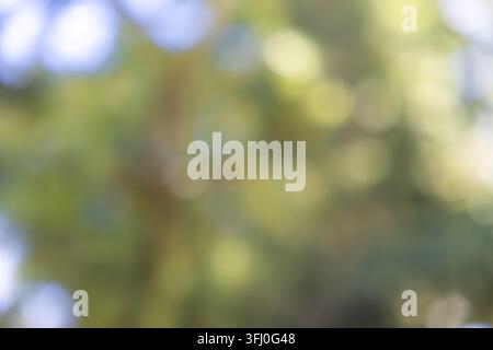 Soft out-of-focus forest leaves form a luminous pattern with warm light patches for a serene botanical backdrop that adds an airy atmosphere to graphi Stock Photo