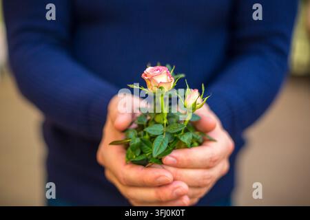 Caucasian Person Holding Mini Pink Rose Plant in Hands Wearing Navy Blue Knit Sweater Stock Photo