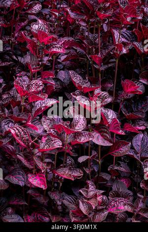 Bloodleaf iresine herbsii plants filling the frame, displaying their intricate patterns and striking shades of magenta and deep purple foliage Stock Photo