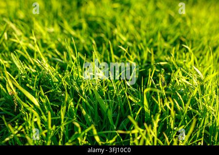Fresh Green Grass Macro Close Up with Lush Blades in Sunny Spring Meadow Backlit Glow Stock Photo