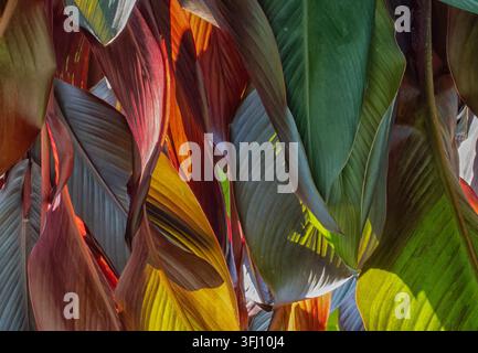 A vibrant tropical foliage, likely belonging to a Canna lily or a similar broad-leafed ornamental plant showing rich shades of red, bronze, gold, and Stock Photo