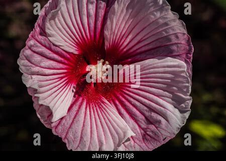 A hardy hibiscus flower, possibly a variety like Hibiscus moscheutos (swamp rose mallow) or a cultivar such as 'Starry Starry Night', backlit by the s Stock Photo