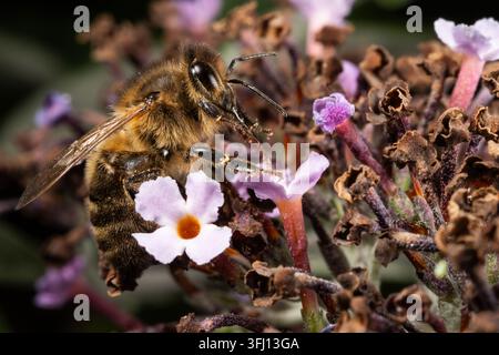 Macro image of a Bee collecting pollen and nectar on a pink Buddleia bush Stock Photo